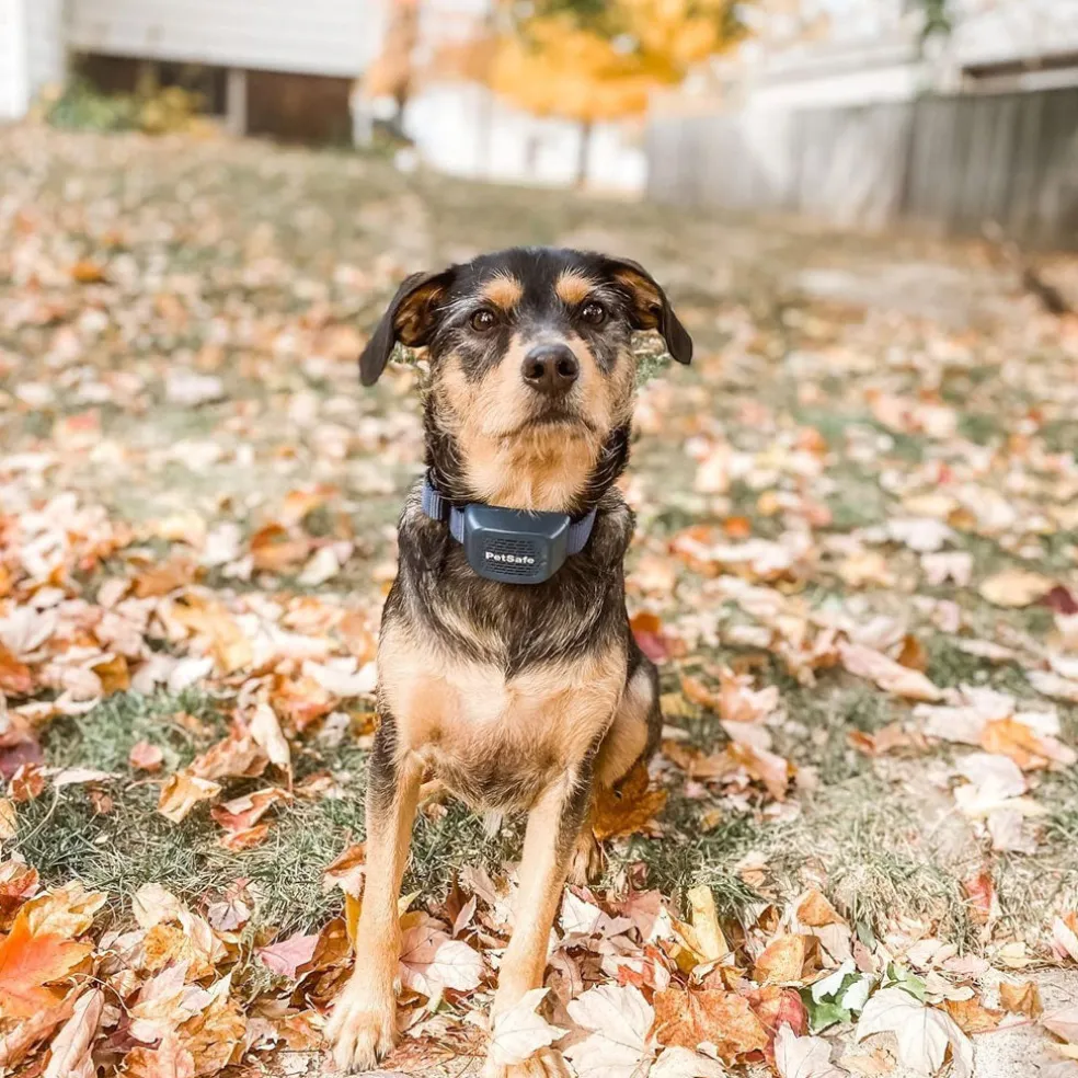 PetSafe Audible Bark Collar with Soundburst Technology