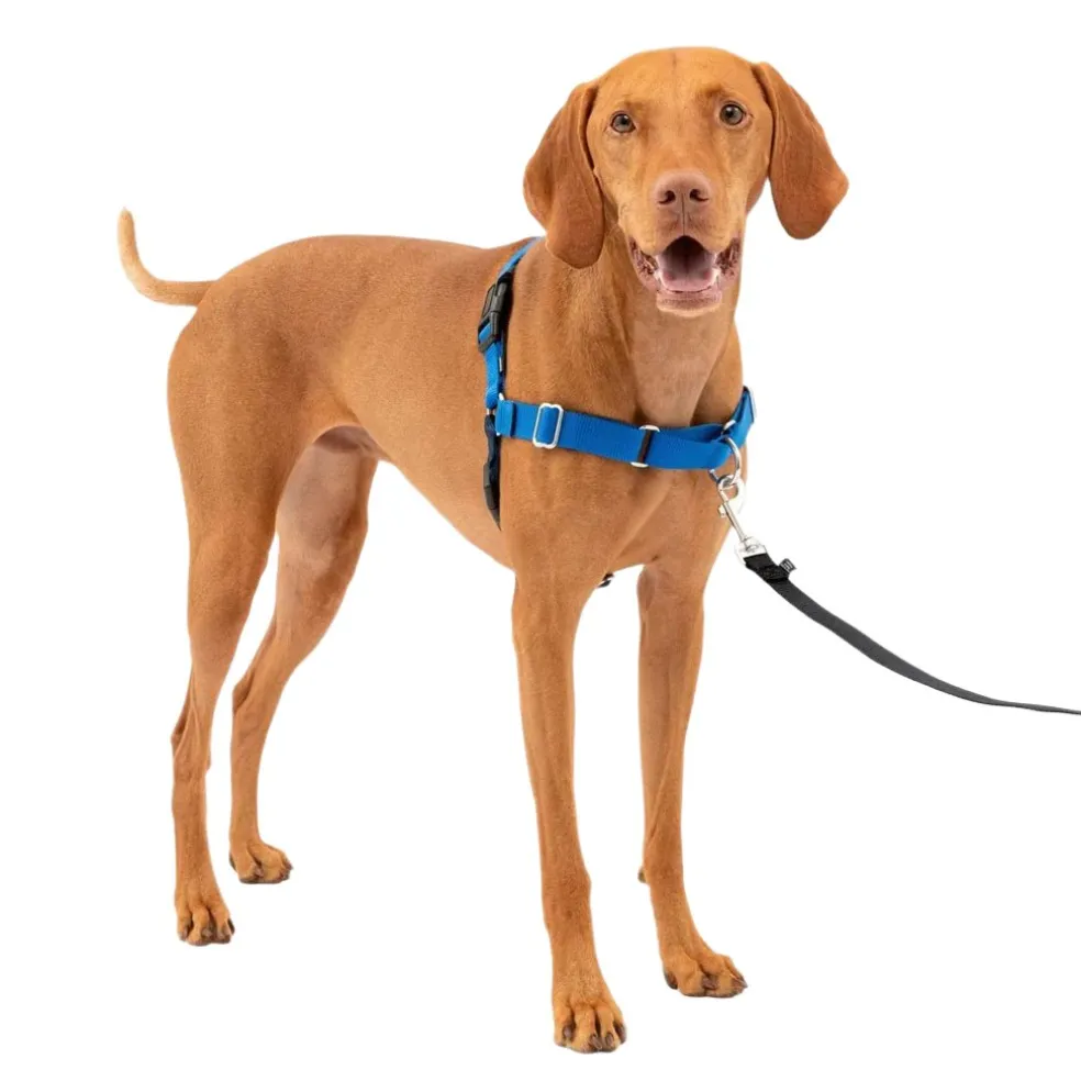 PetSafe Easy Walk Dog Harness Royal Blue/Navy