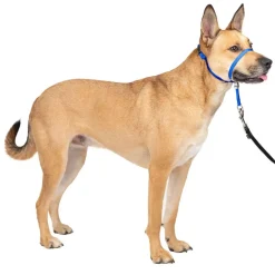 PetSafe Gentle Leader Headcollar for Dogs, Royal Blue