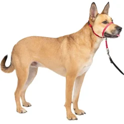 PetSafe Gentle Leader Headcollar for Dogs, Red