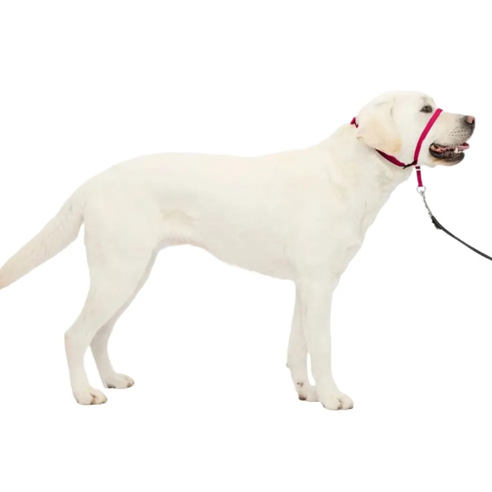 PetSafe Gentle Leader Headcollar for Dogs, Raspberry