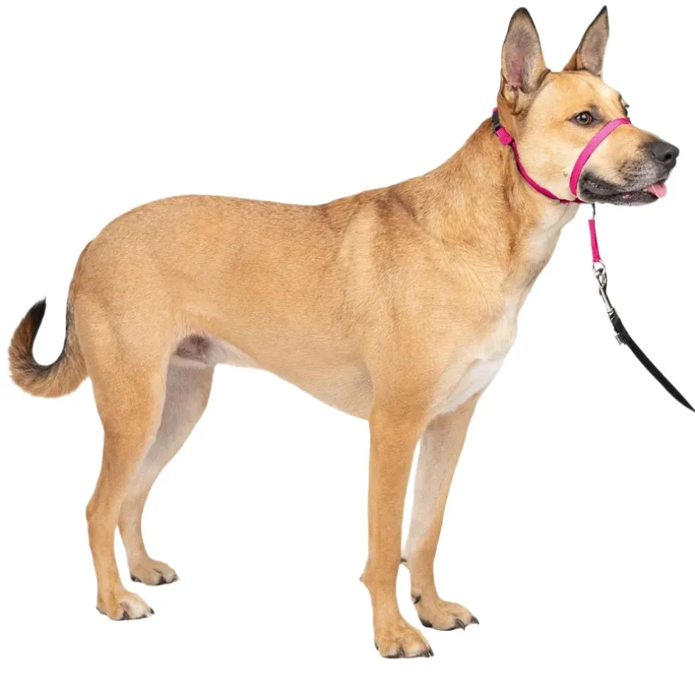 PetSafe Gentle Leader Headcollar for Dogs, Raspberry