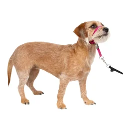PetSafe Gentle Leader Headcollar for Dogs, Raspberry