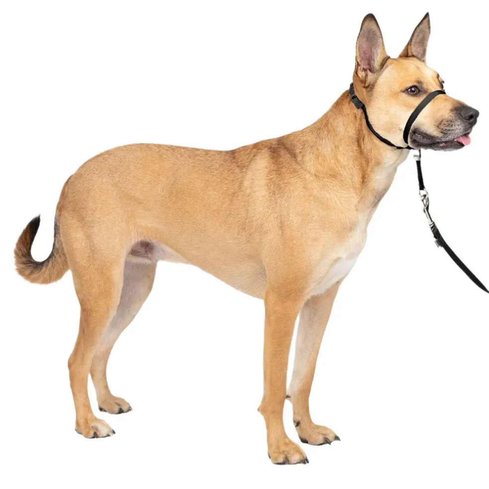 PetSafe Gentle Leader Headcollar for Dogs, Black