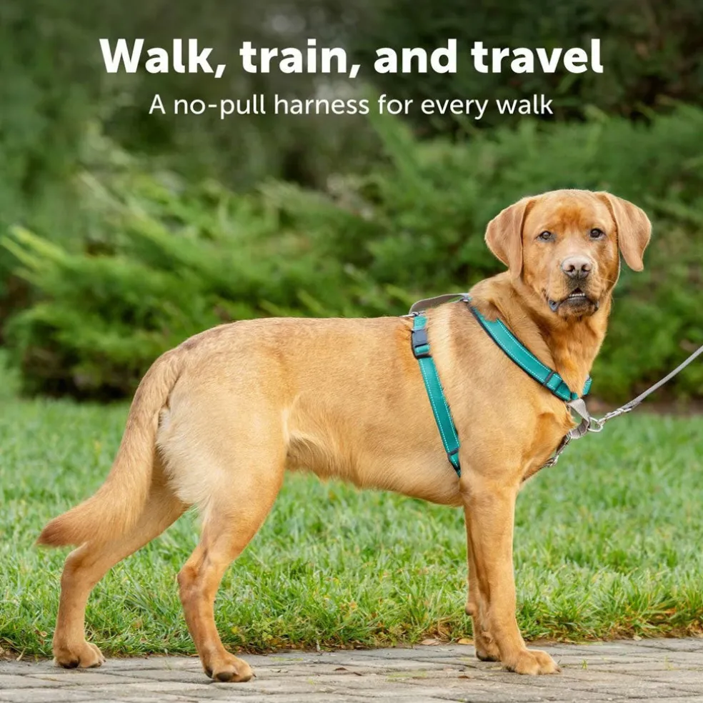 PetSafe 3-in-1 Dog Harness with Car Control Strap, Plum