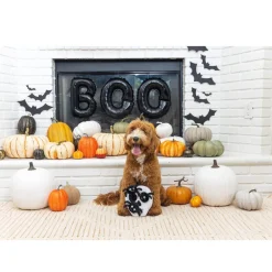 Petshop By Fringe Studio Skull w/ Spiders Hide & Seek Toy For Dogs
