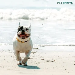 Petthrive Soft Chews with Resveratrol Advance Joint Care for Dogs