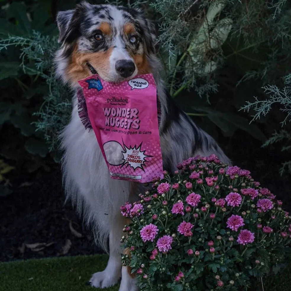 Polkadog Wonder Nuggets Soft & Chewy Bits Turkey & Cranberry Flavor Training Treats for Dogs