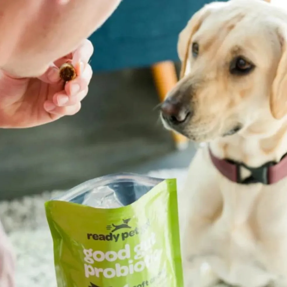 Ready Pet Go Good Gut Probiotic Support for Dogs (60 soft chews)