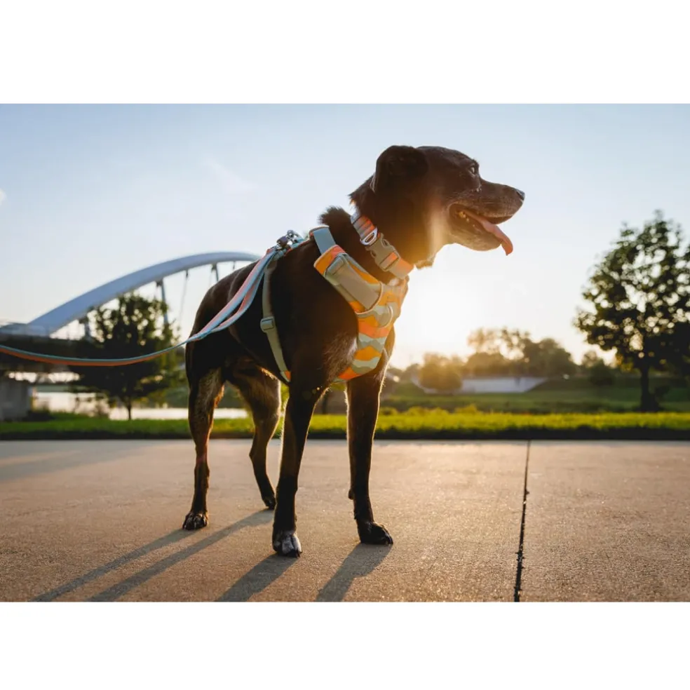 Ruffwear Front Range Dog Collar