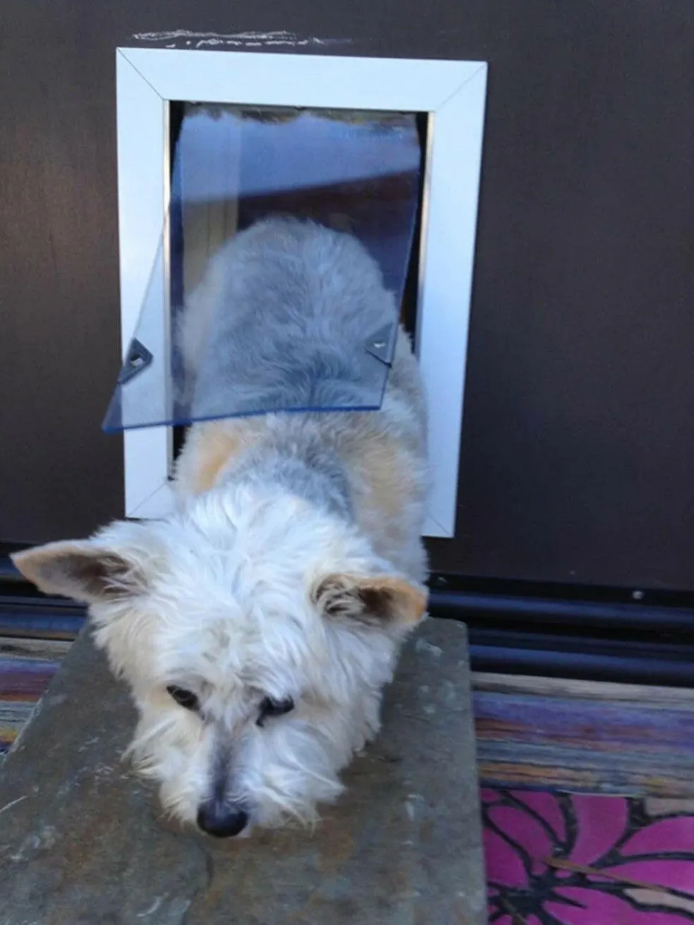 SB Standard Wall Mount Pet Dog Door