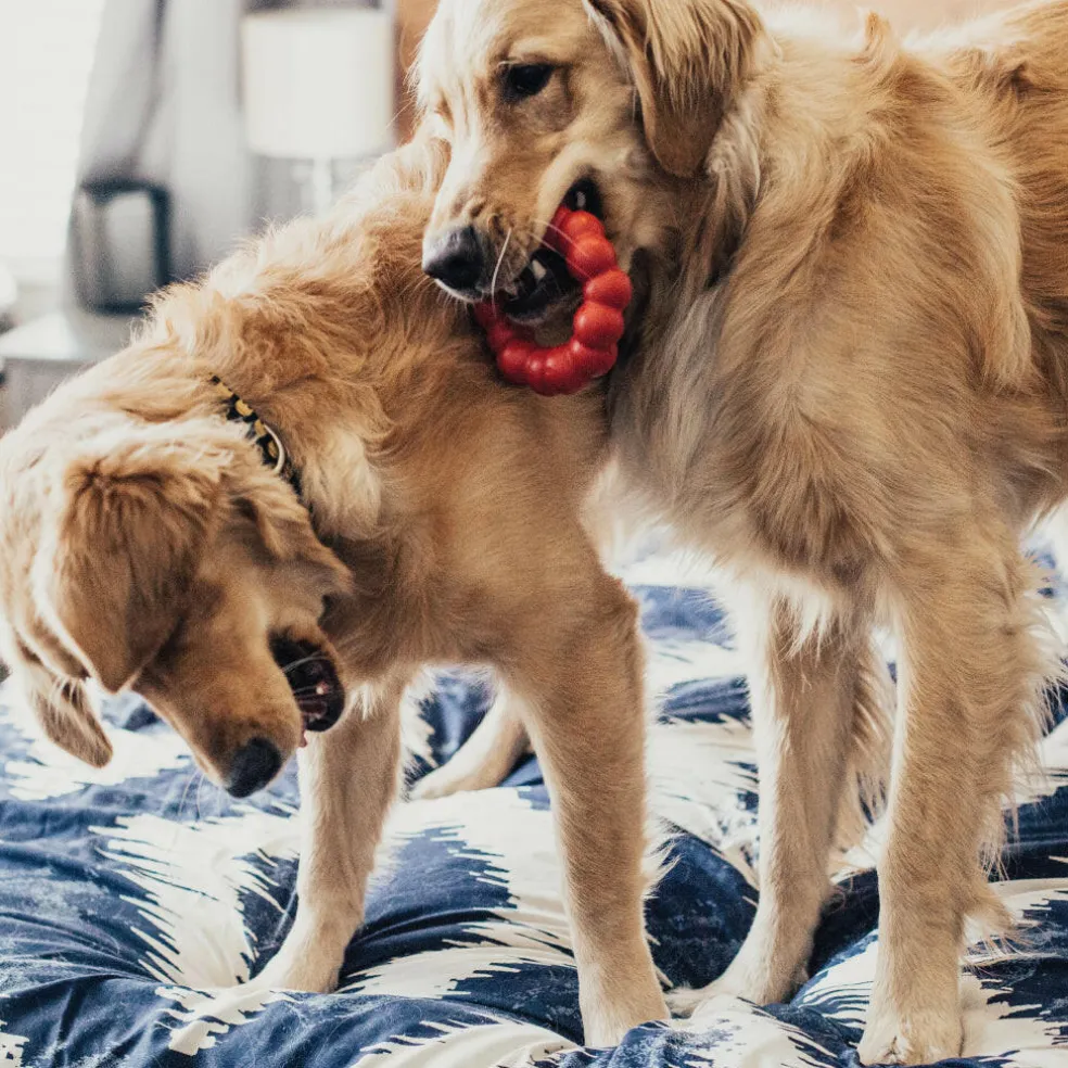 Shop KONG Ring Natural Rubber Chew Toy For Dogs (S/ M Size)