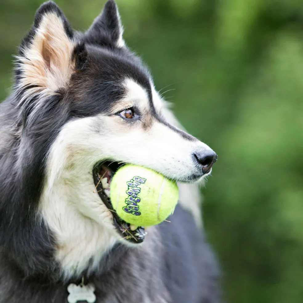 Shop Kong Squeakair Ball with Rope Dog Fetch Toy (Medium)