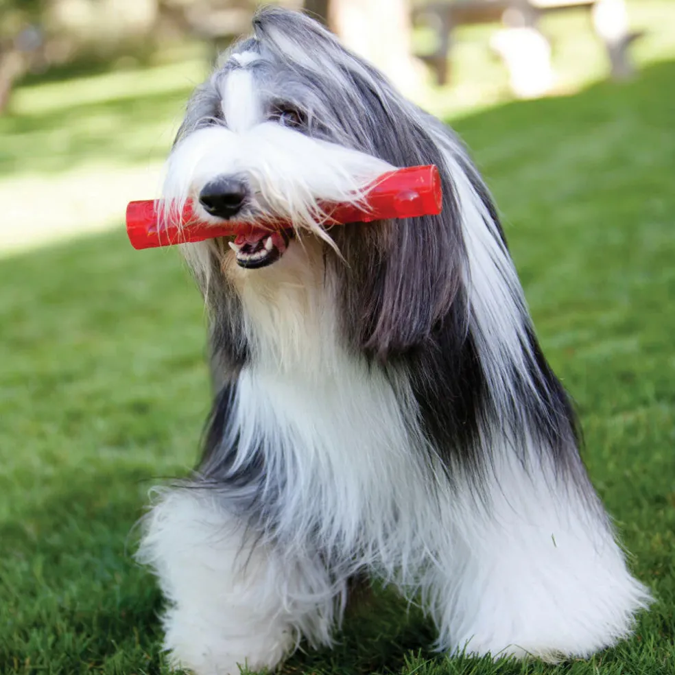 Shop Kong Squeezz Ball Dog Toy For Chewing - HardyPaw