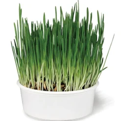 SmartyKat Sweet Greens Organic Oat Grass Grow Kit For Cats