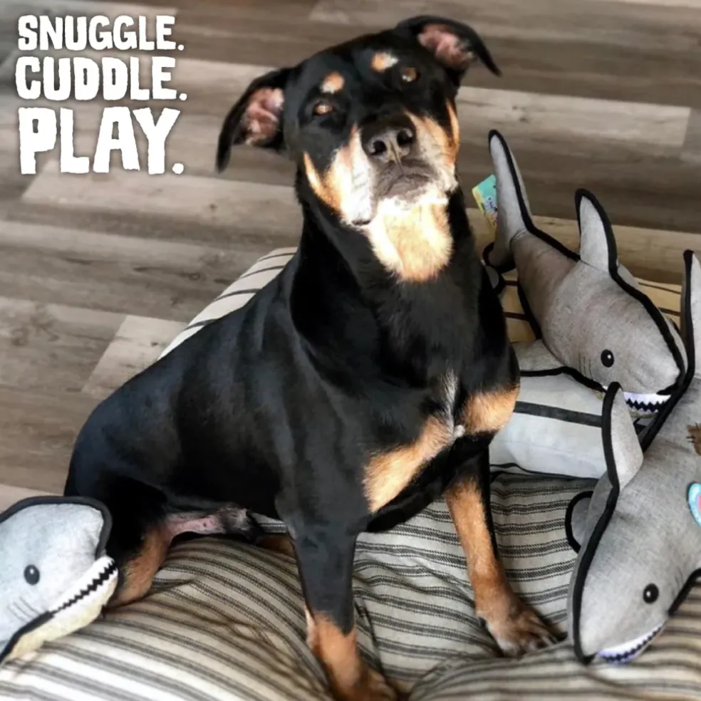 Snugarooz Saul the Shark with Rubber Spikey Ball Toy For Dogs (19")