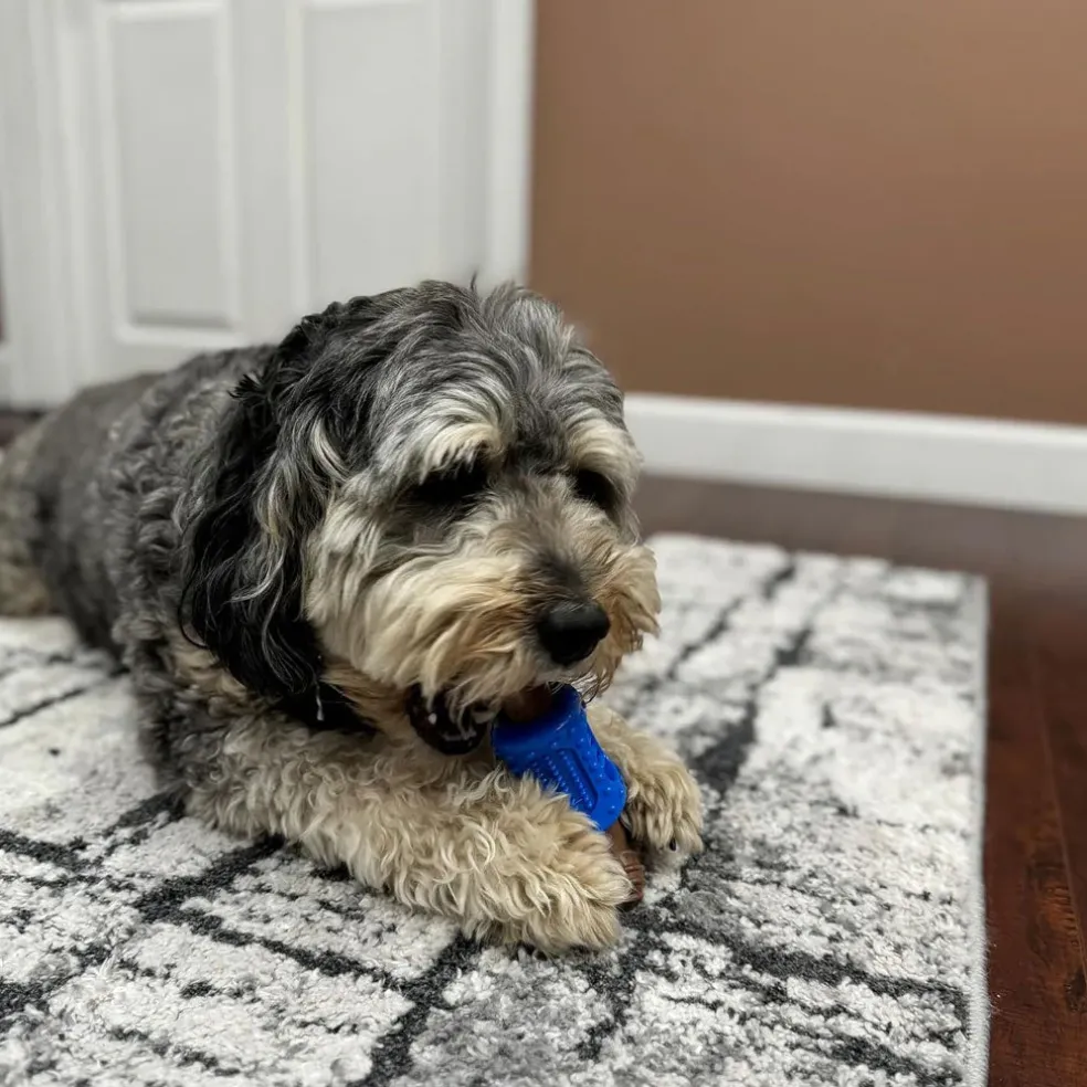 Spot Bam-Bones Dental Chew Toy For Dogs Bacon Flavor, 6.5"