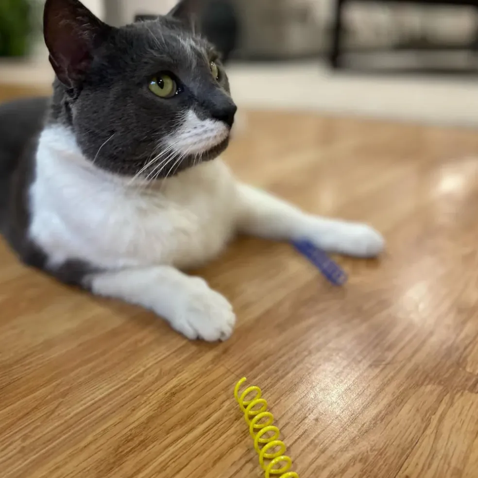 Spot Colorful Thin Springs Catnip Toy (10 pack)