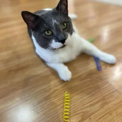 Spot Colorful Thin Springs Catnip Toy (10 pack)