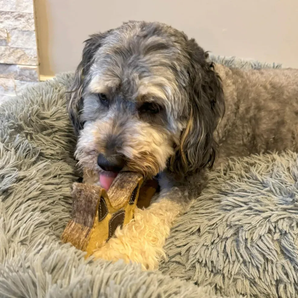 Spot Dura-Fused Chunkies Leather Racoon Chew Toy For Dogs