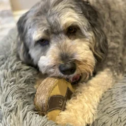 Spot Dura-Fused Chunkies Leather Racoon Chew Toy For Dogs