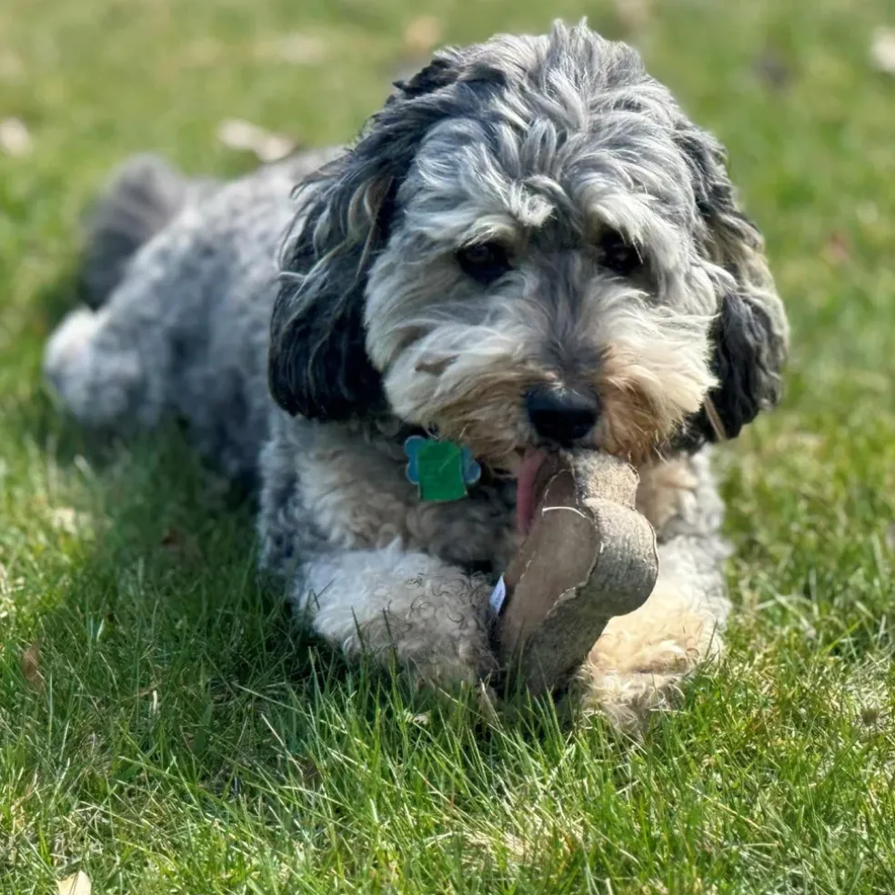 Spot Dura-Fused Chunkies Leather Bone Chew Toy For Dogs