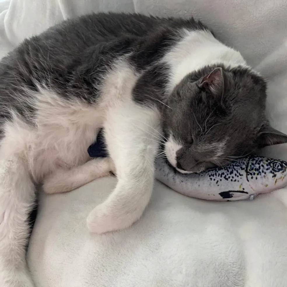 Spot Flippin' Fish Cat Toy
