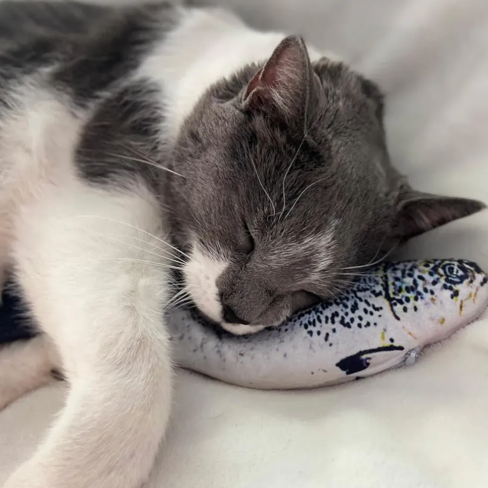 Spot Flippin' Fish Cat Toy