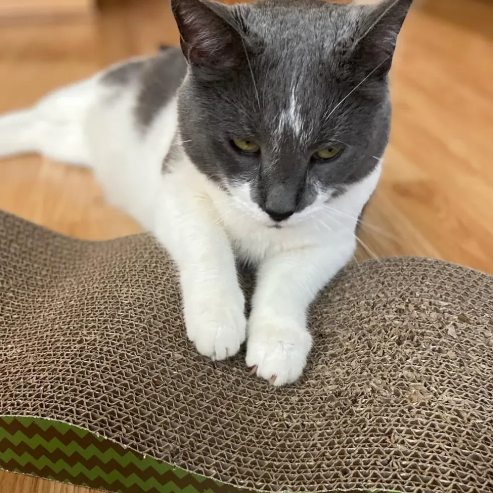 Spot Wave Scratcher For Cats 17"
