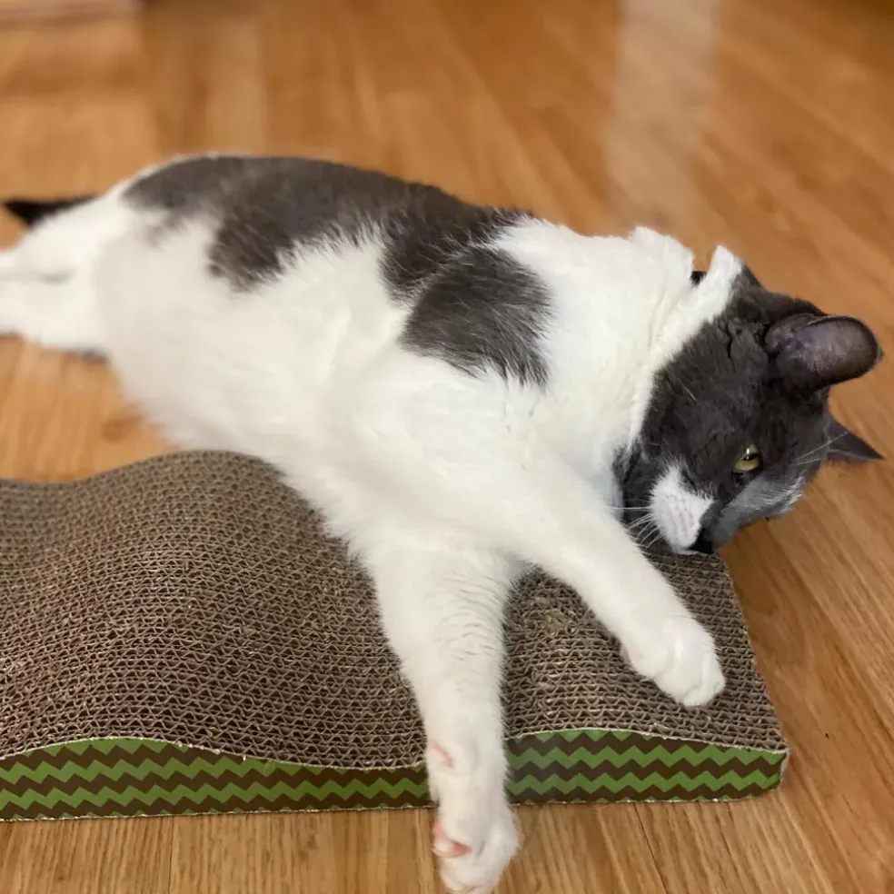 Spot Wave Scratcher For Cats 17"