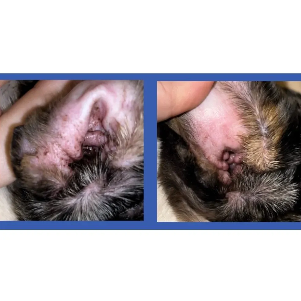 Squishface Cleaning & Deodorizing Ear Wipes For Dogs (60 wipes)