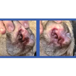 Squishface Cleaning & Deodorizing Ear Wipes For Dogs (60 wipes)