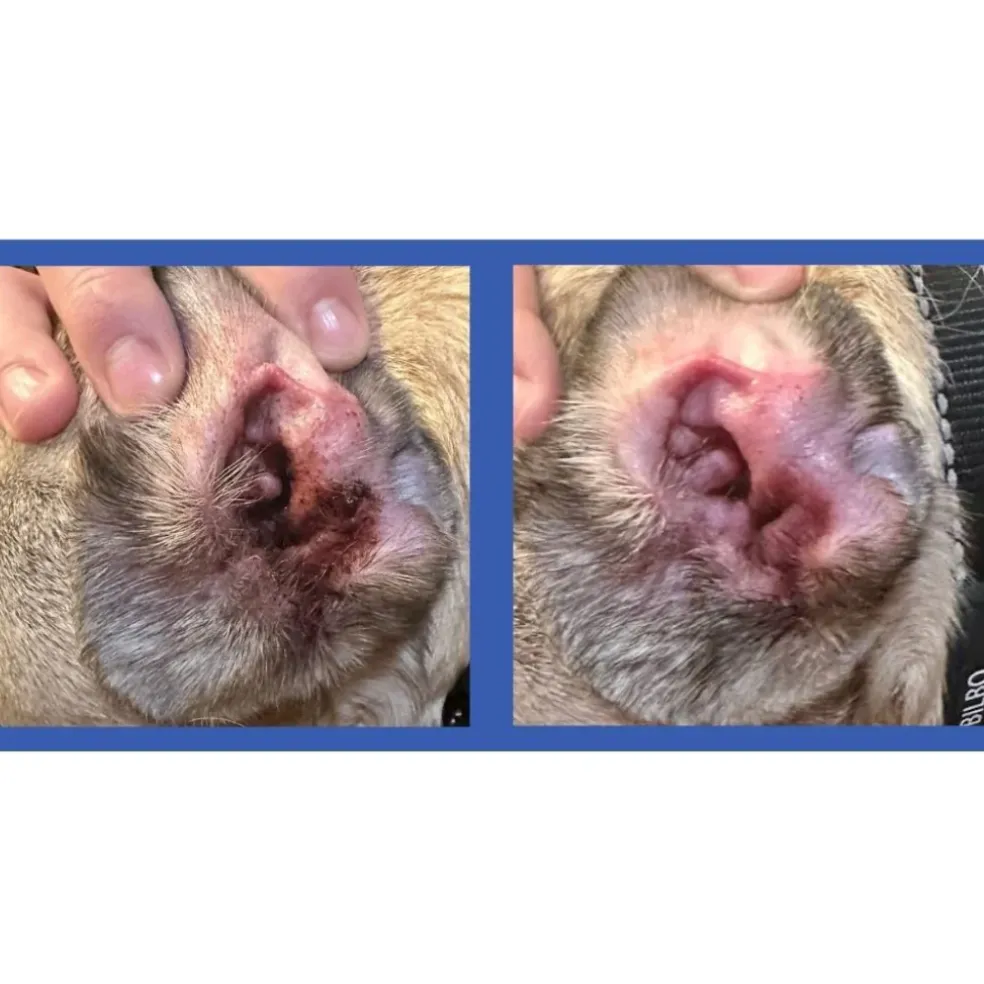 Squishface Cleaning & Deodorizing Ear Wipes For Dogs (60 wipes)