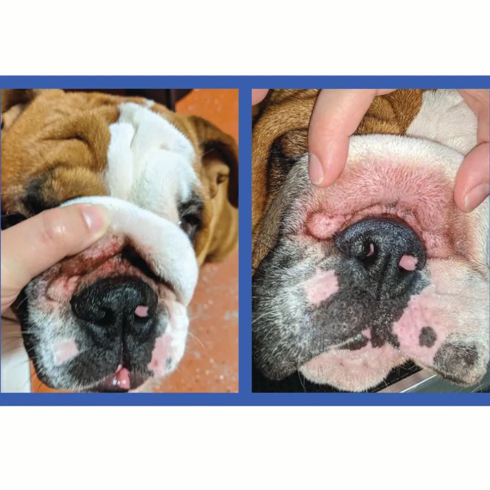 Squishface Wrinkle Paste Skin Fold Cleaner for Dogs (2 oz)