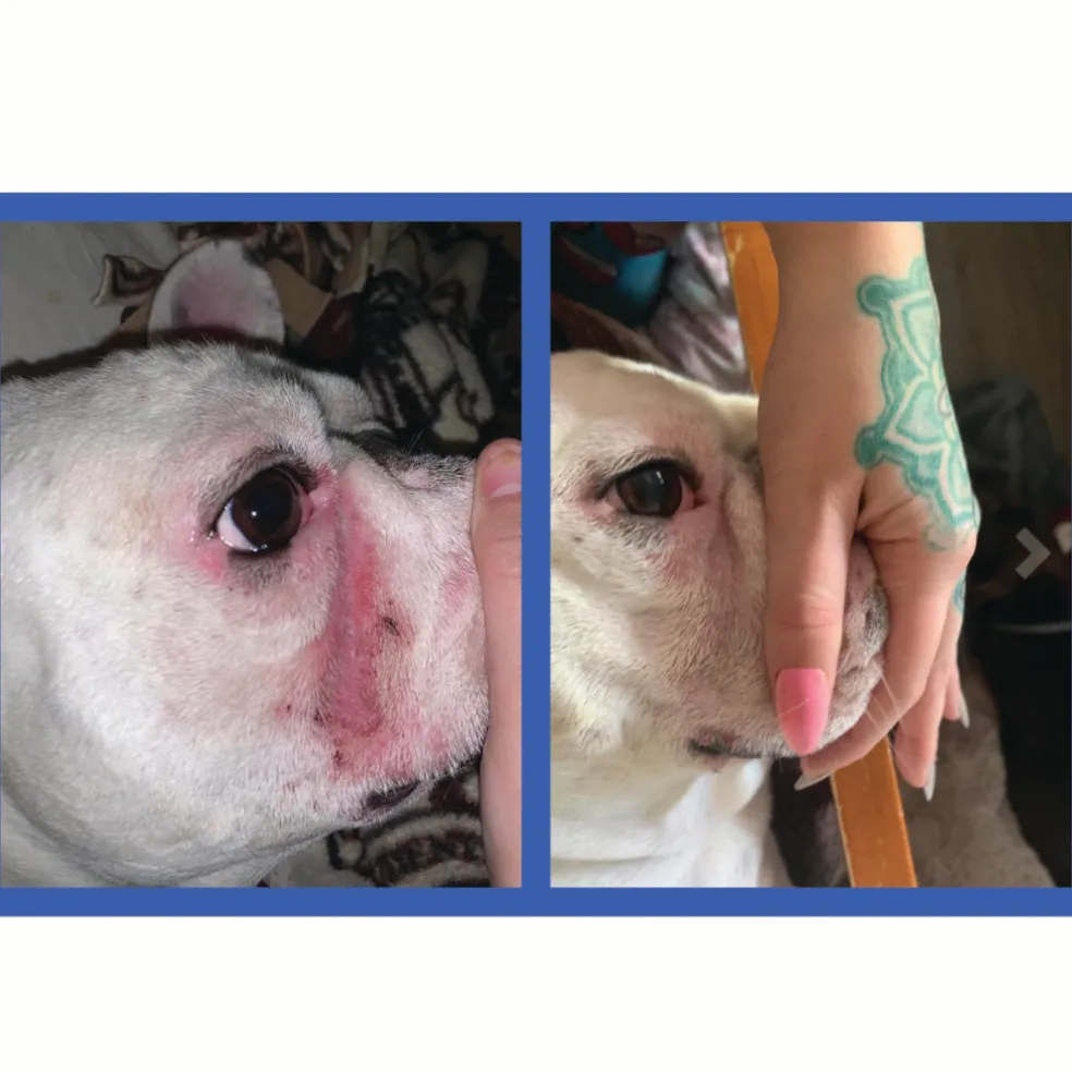 Squishface Wrinkle Paste Skin Fold Cleaner for Dogs (2 oz)