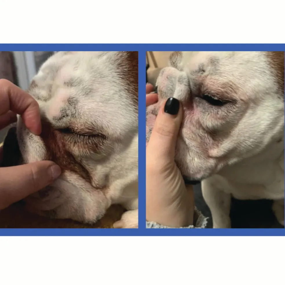 Squishface Wrinkle Paste Skin Fold Cleaner for Dogs (2 oz)