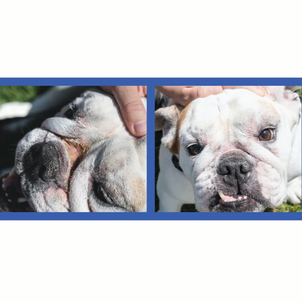 Squishface Wrinkle Paste Skin Fold Cleaner for Dogs (2 oz)
