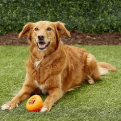 Starmark Everlasting Bento Ball Dog Toy