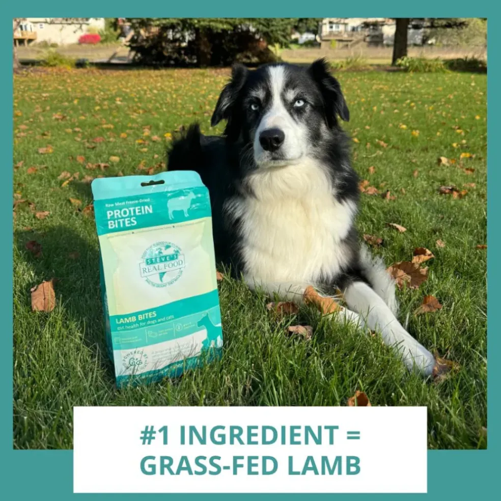 Steve's Real Food Lamb Protein Bites Gut Boosting Bites for Cats & Dogs (4 oz)