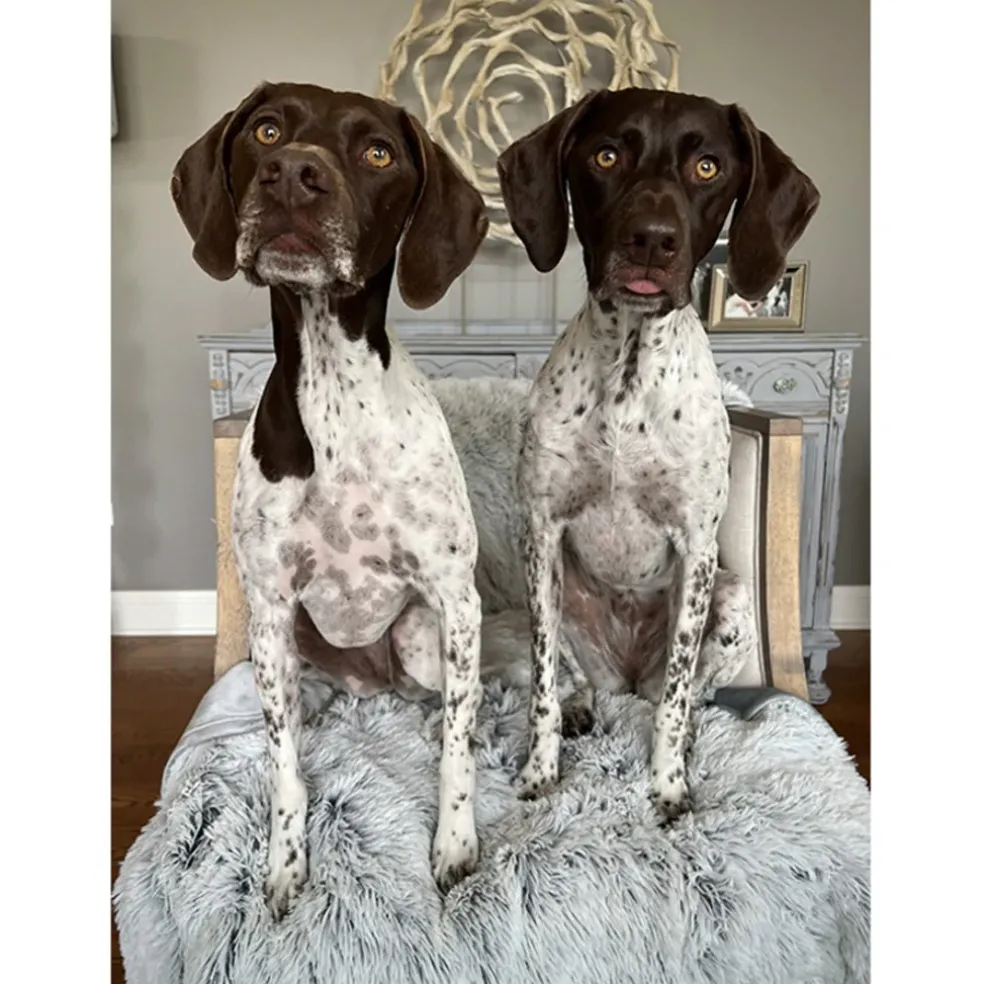 Tall Tails Dog & Cat Waterproof Blanket, 40" x 60"