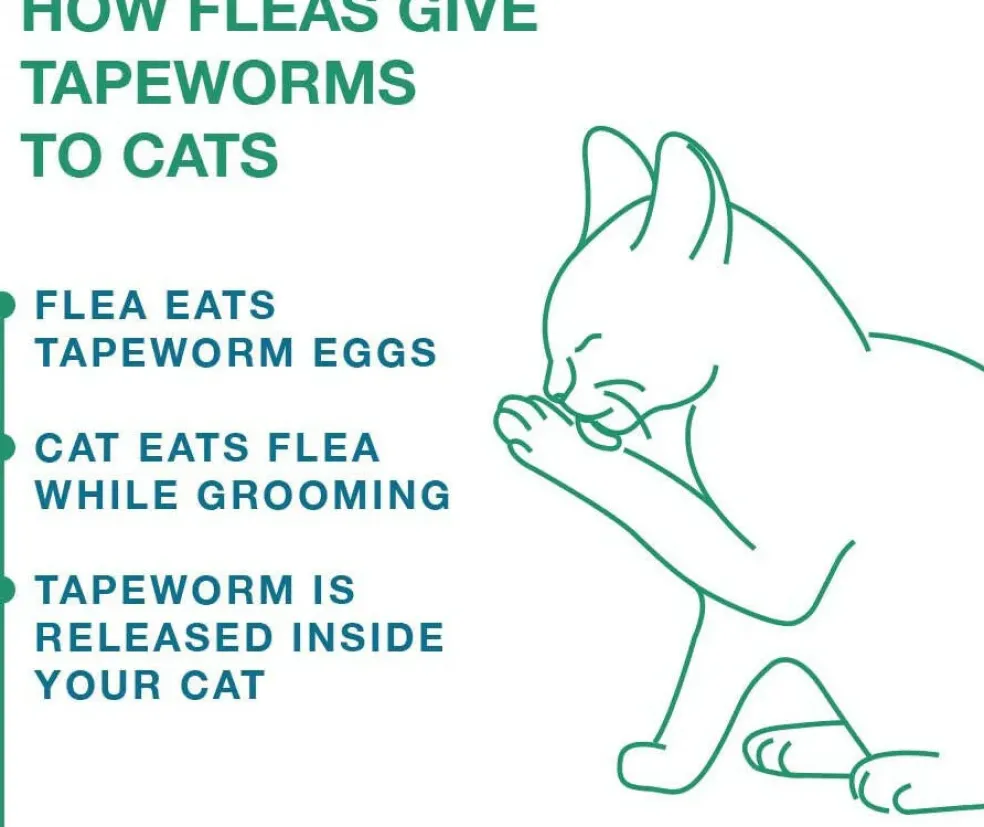 Tapeworm Dewormer for Cats (3 Tablets)