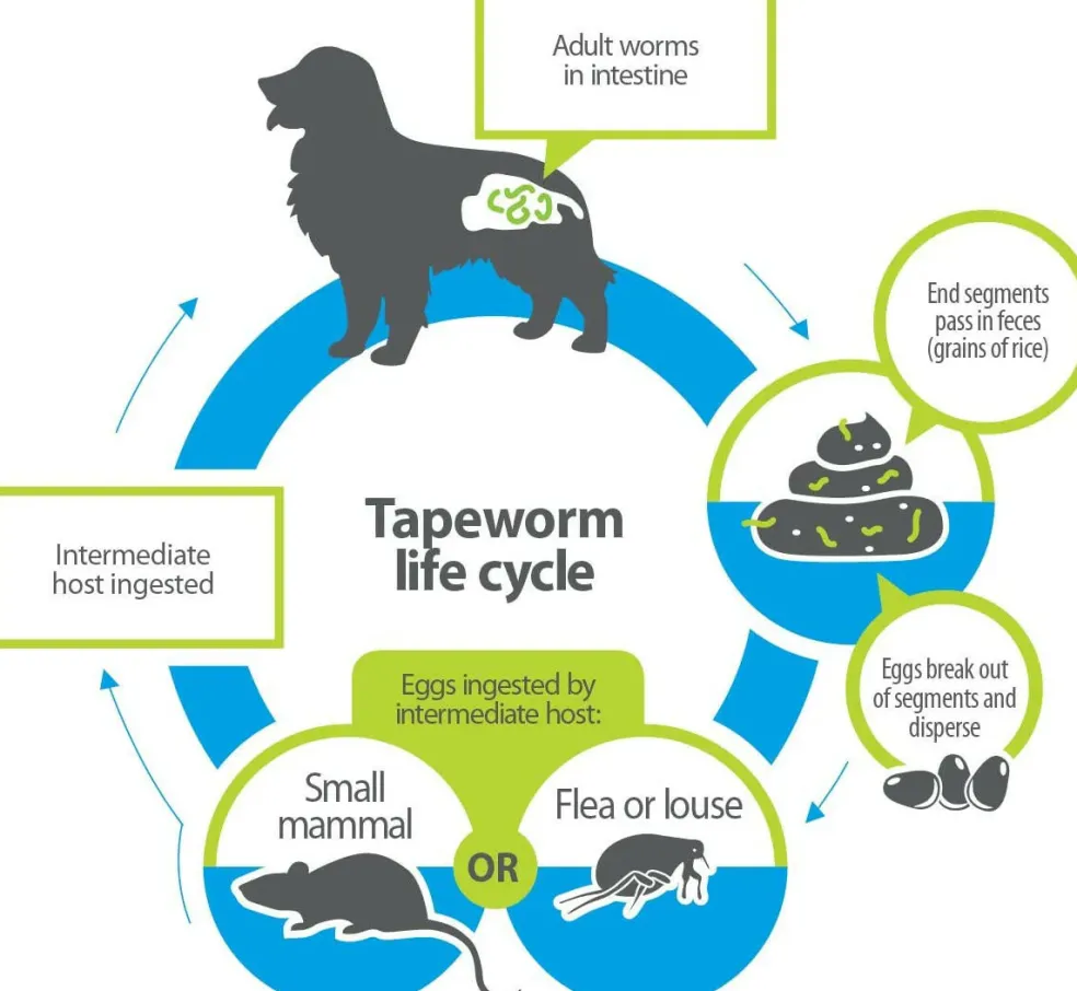 Tapeworm Dewormer for Dogs (5 Tablets)