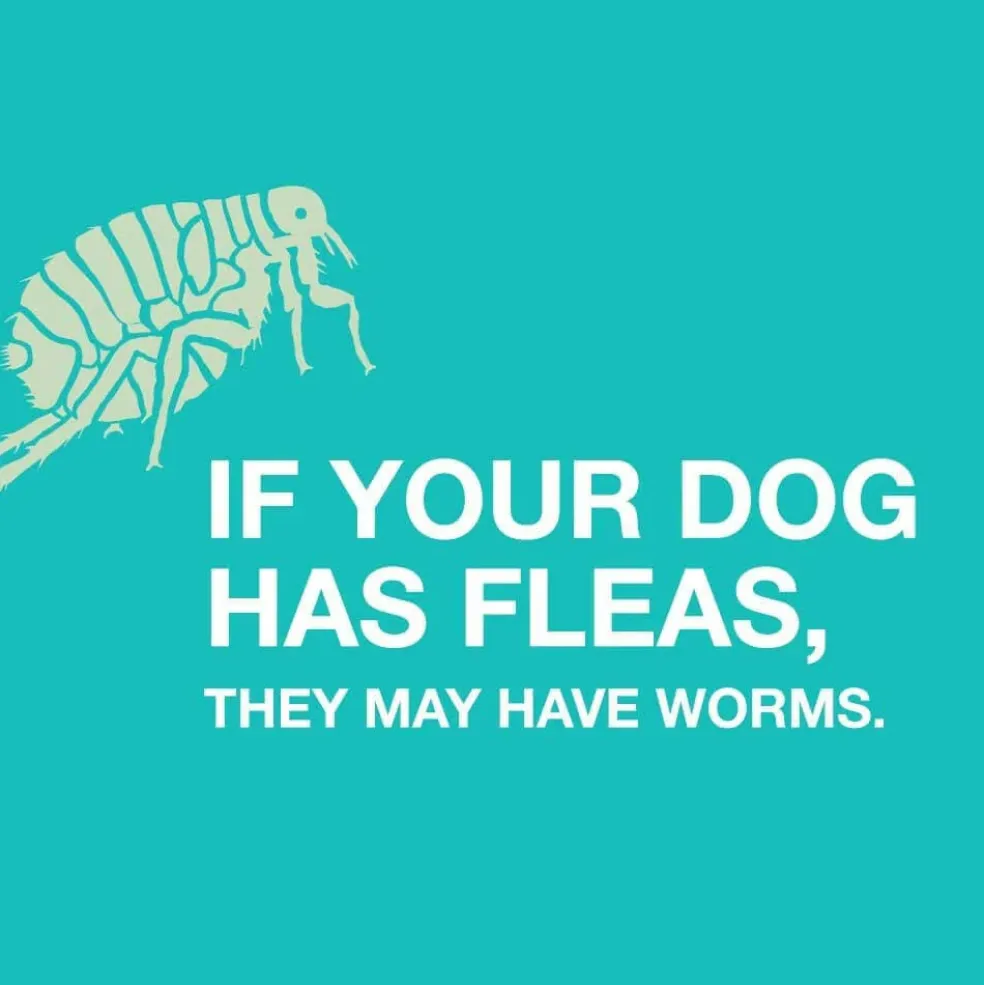 Tapeworm Dewormer for Dogs (5 Tablets)