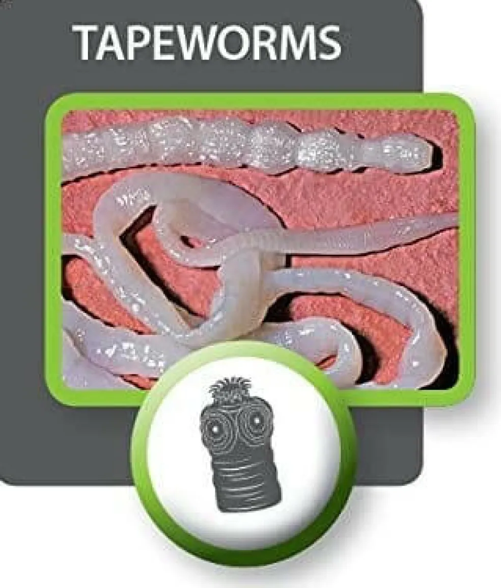 Tapeworm Dewormer for Dogs (5 Tablets)