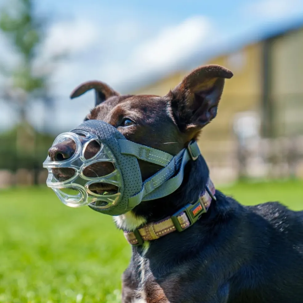 The Company of Animals Baskerville Invisa Muzzle