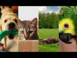 The Missing Link Hip & Joint Supplement Powder For Dogs