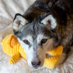 ThoozyPet Tuff & Cuddly Duck Plush Dog Toy, 12.5