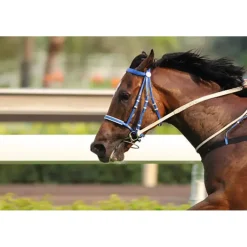 TVATI Equine Massage Oil, 30 doses - 2-ml, 1-pack (for Equine)