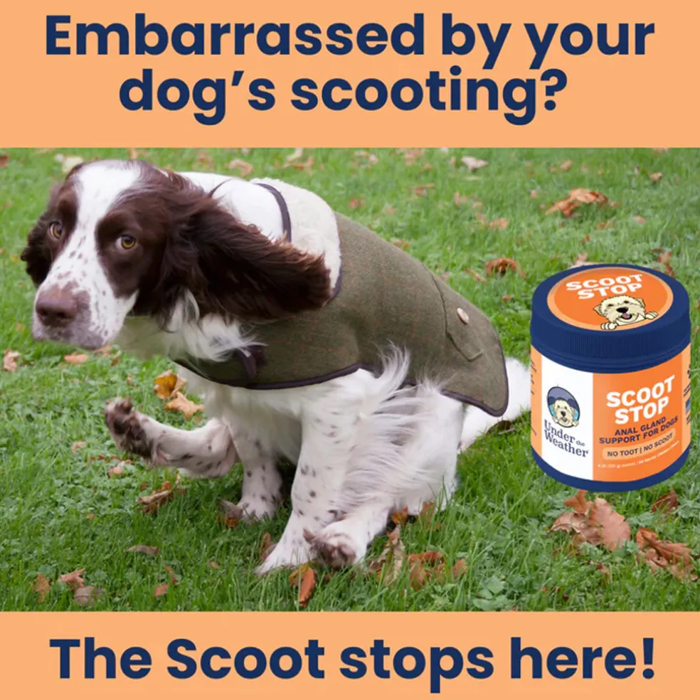 Under the Weather Scoot Stop Anal Gland Support Chews for Dogs, 60-count
