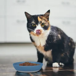 Van Ness Ecoware Non-Skid Cat Dish (8 oz)
